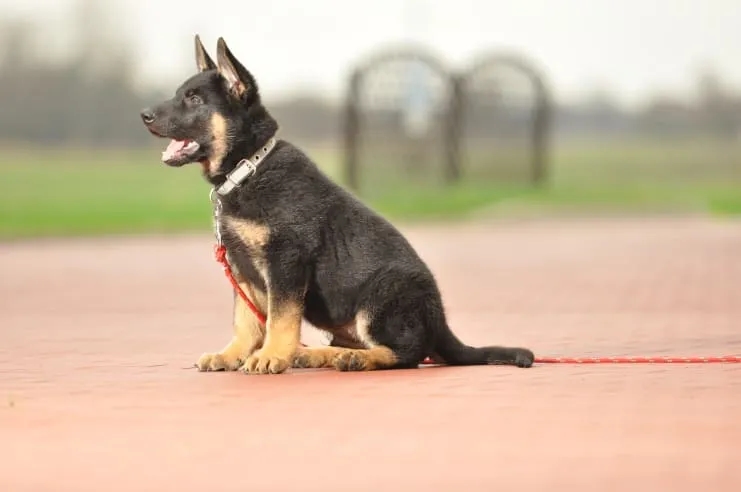 Jak wygląda 2 miesięczny owczarek niemiecki? Czego się spodziewać?