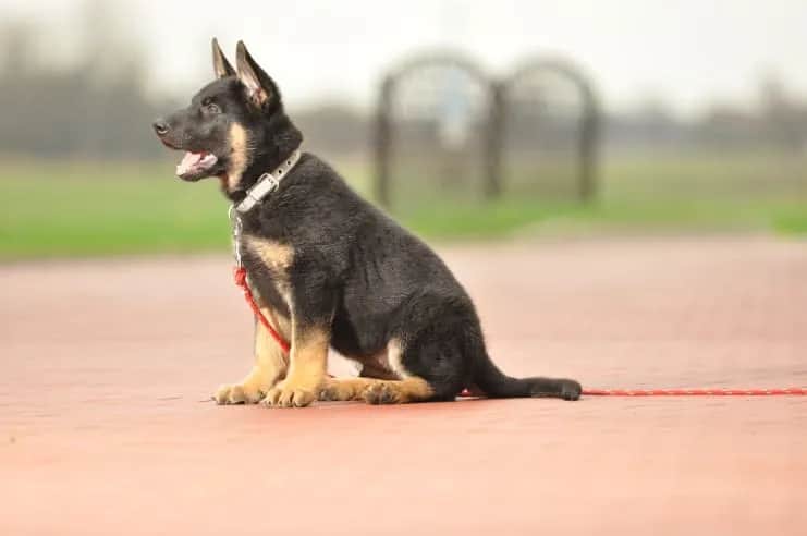 Jak wygląda 2 miesięczny owczarek niemiecki? Czego się spodziewać?