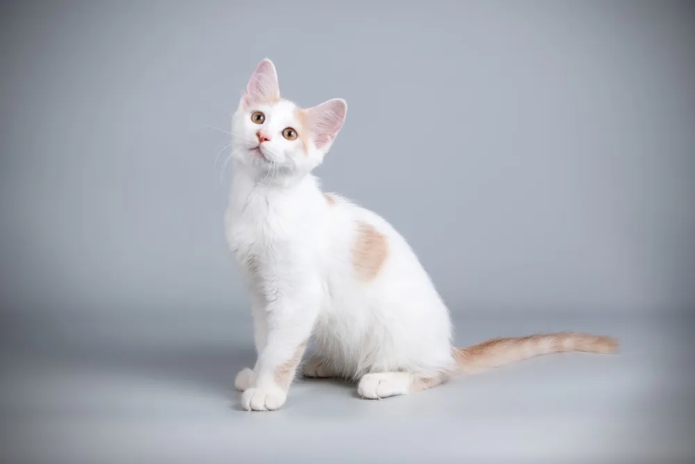 Hodowle kotów afrodyty w Polsce: gdzie znaleźć zdrowe kocięta?