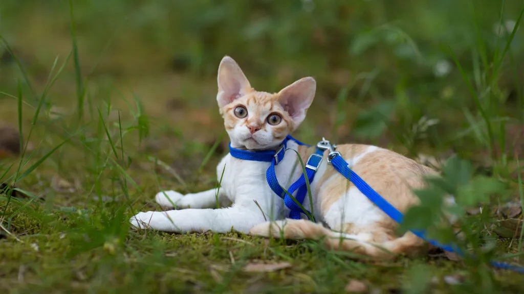 Jak dbać o kocięta Devon Rex - cechy, pielęgnacja i adopcja