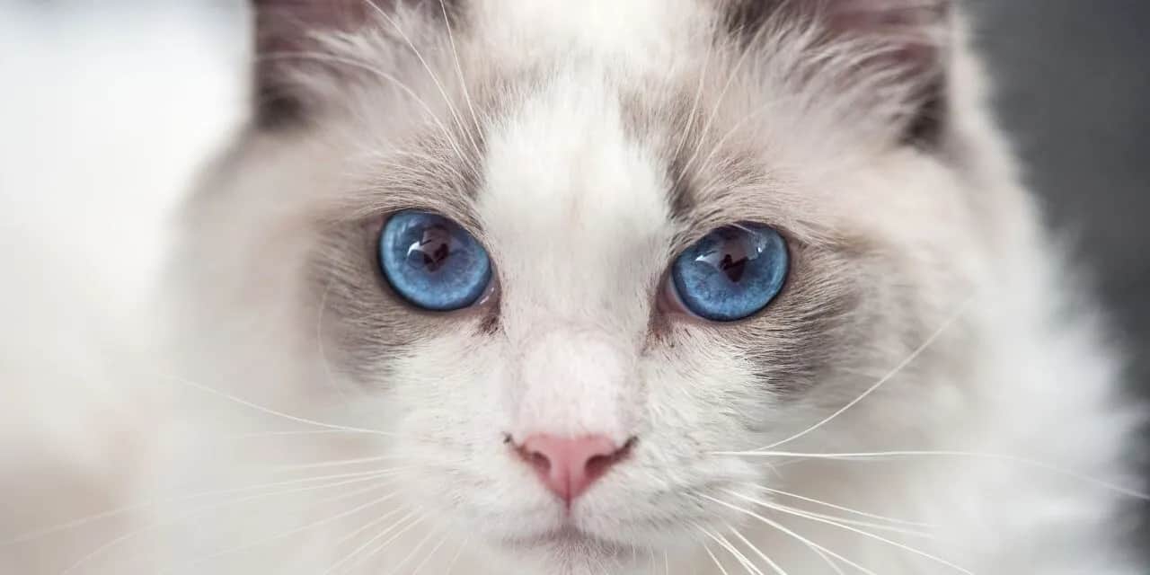 Czy ragdoll gubi sierść? Odkryj prawdę o linieniu tych kotów