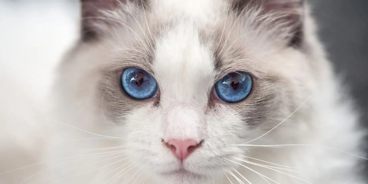 Czy ragdoll gubi sierść? Odkryj prawdę o linieniu tych kotów