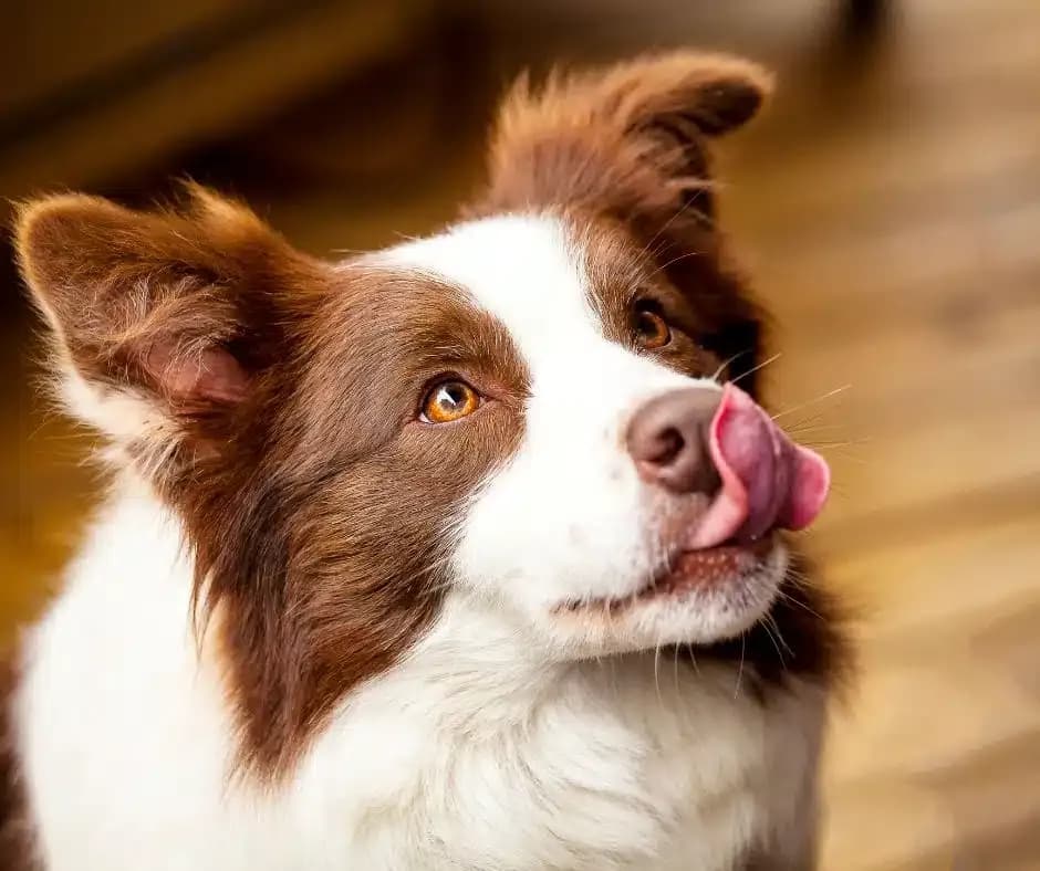 Border Collie: Sierść czy włosy? Poznaj różnice i pielęgnację