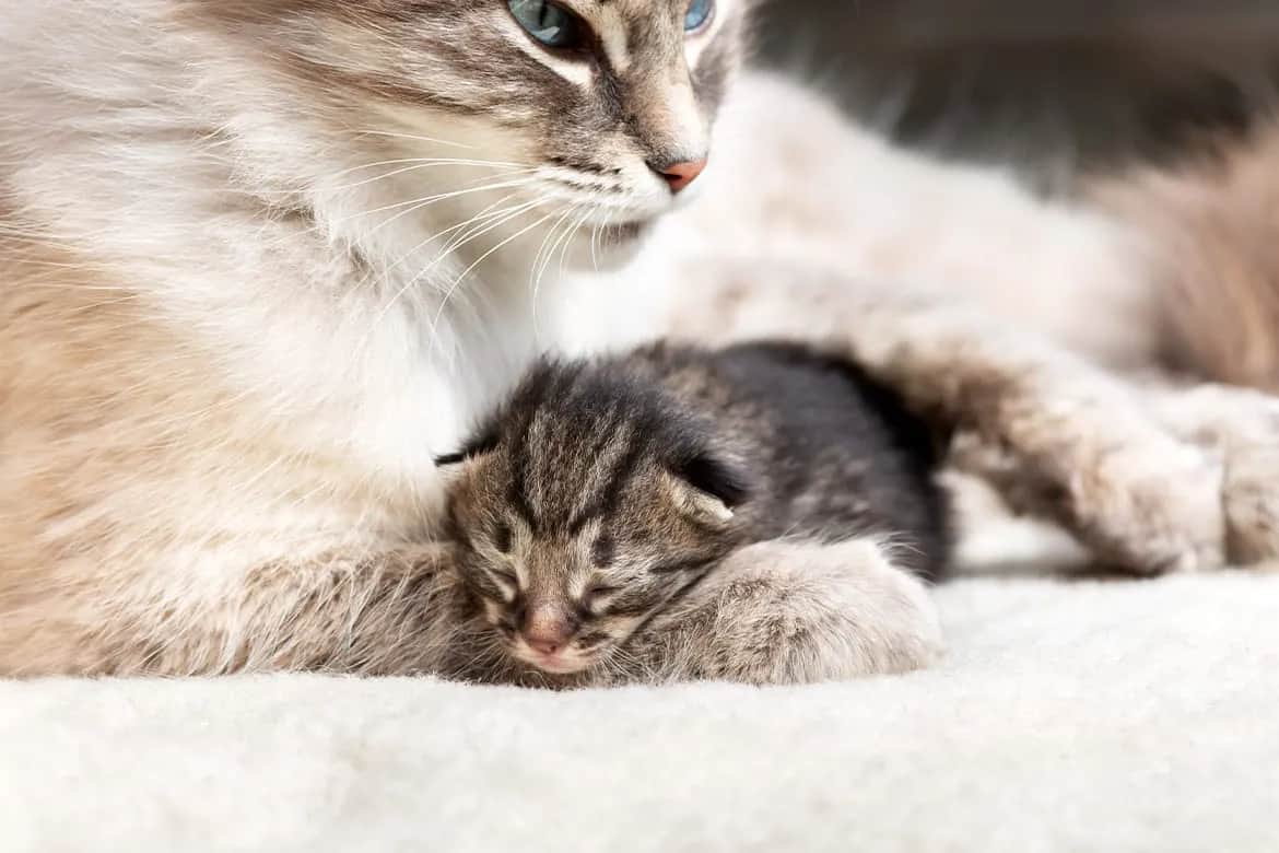 Kiedy kotki otwierają oczy? Co zrobić, gdy nie otwierają się na czas?