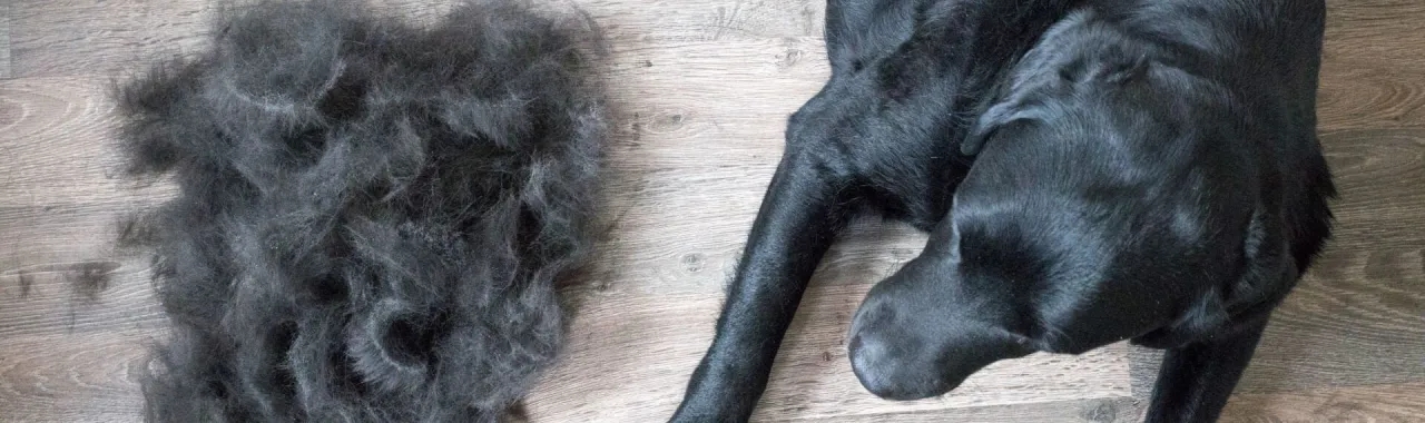 Kiedy pies zmienia sierść? Poznaj sekrety linienia u psów