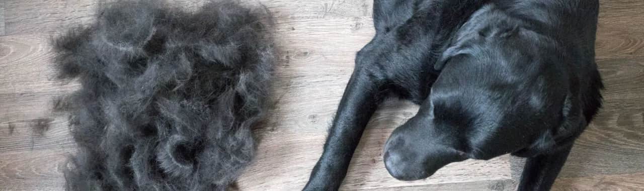 Kiedy pies zmienia sierść? Poznaj sekrety linienia u psów