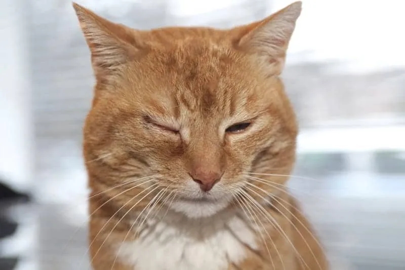 Uczulenie na sierść kota objawy: Jak rozpoznać nieprzyjemne reakcje