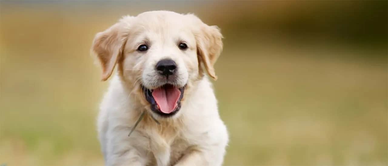 Ile karmy dla psa: jak uniknąć niedożywienia i nadwagi?