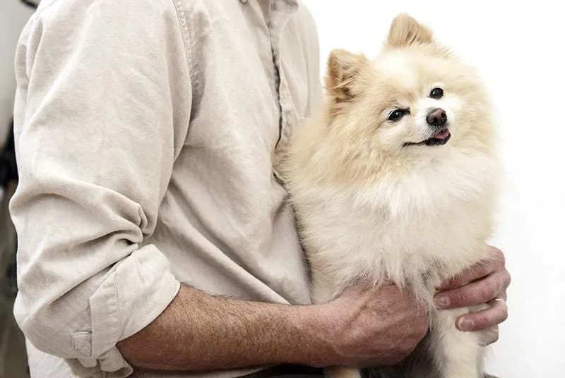 Czy szpic miniaturowy ma włosy czy sierść? Odkryj prawdę o jego futrze