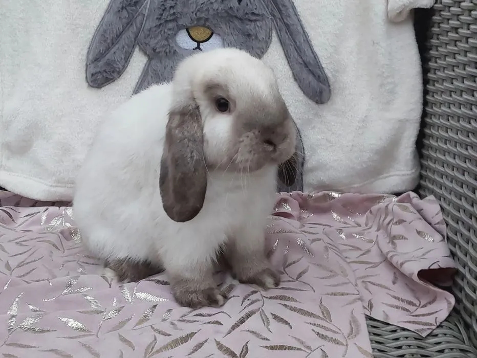 Ile kosztuje królik hodowlany? Sprawdź ceny i rasy, które zaskoczą