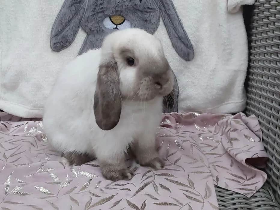 Ile kosztuje królik hodowlany? Sprawdź ceny i rasy, które zaskoczą