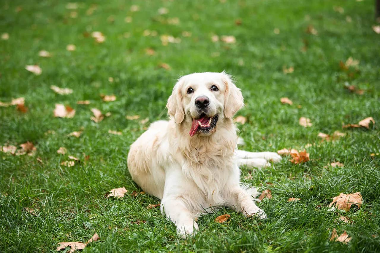 Jak wychować golden retrievera: skuteczne metody i porady dla właścicieli