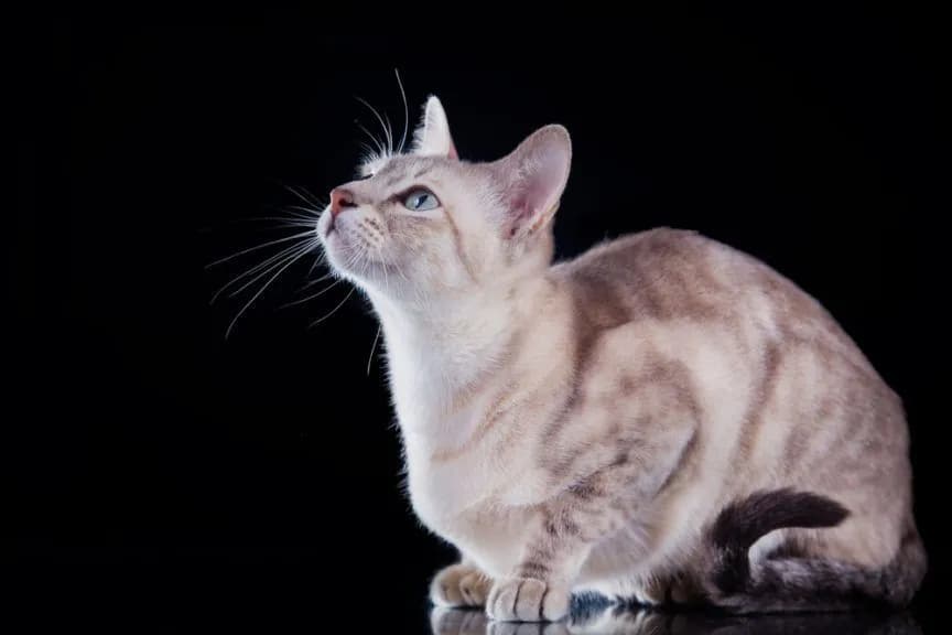 Ciekawe fakty o kocie tonkijskim, które zaskoczą każdego miłośnika kotów