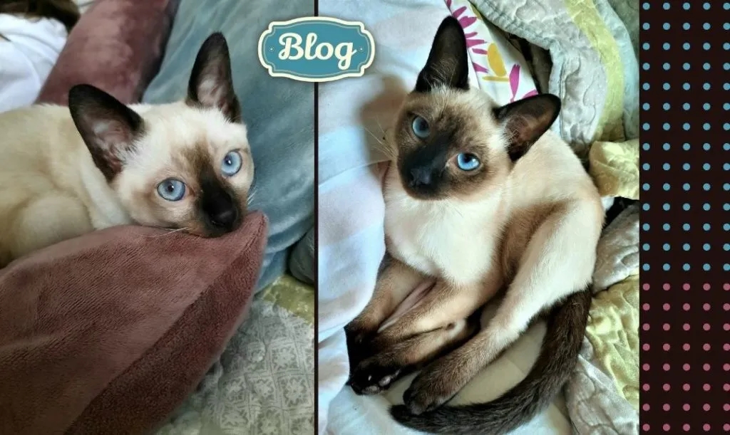 Tonkijskie kocięta w Lidzbarku – zdrowe, towarzyskie i dostępne teraz