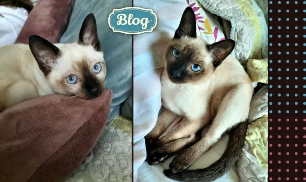 Tonkijskie kocięta w Lidzbarku – zdrowe, towarzyskie i dostępne teraz