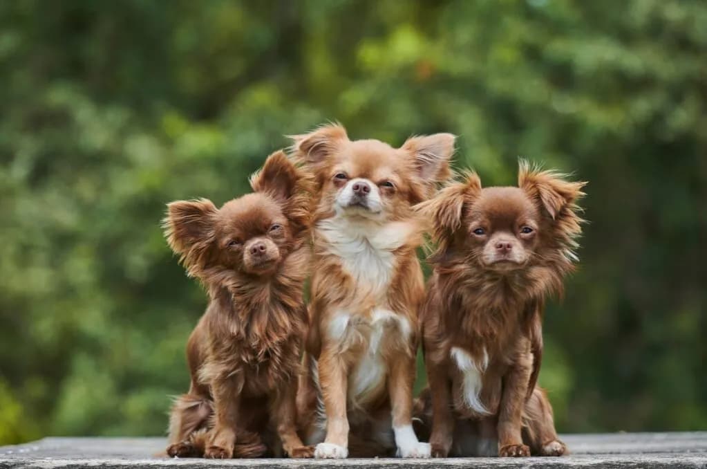 Czy chihuahua gubi sierść? Oto co musisz wiedzieć o linieniu