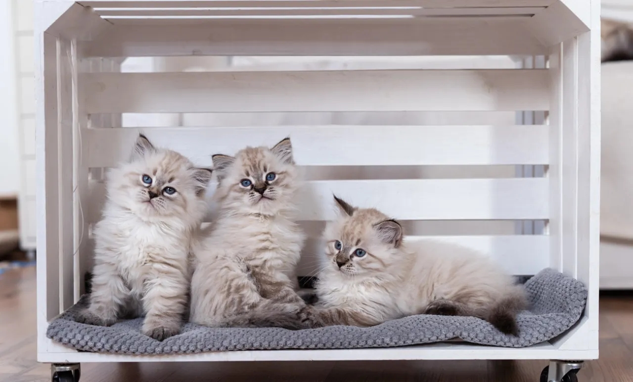 Ile kosztuje mały kotek? Poznaj ceny i ukryte wydatki na kota