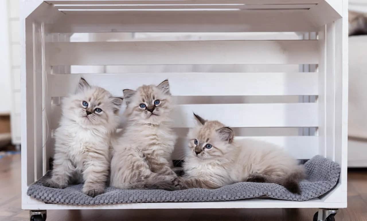 Ile kosztuje mały kotek? Poznaj ceny i ukryte wydatki na kota