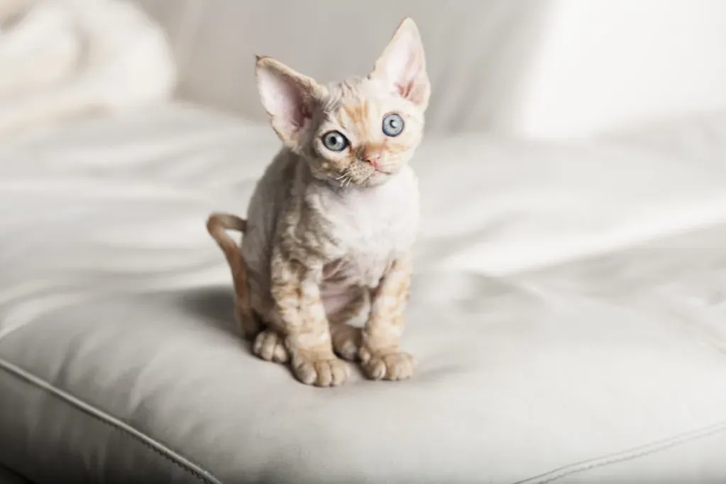Devon Rex a Sfinks: Kluczowe różnice i podobieństwa w pielęgnacji