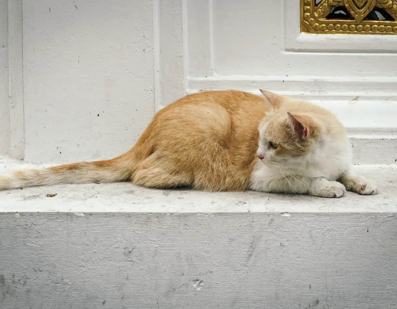 Kot Afrodyty tajka - wyjątkowy towarzysz z bogatą historią i temperamentem