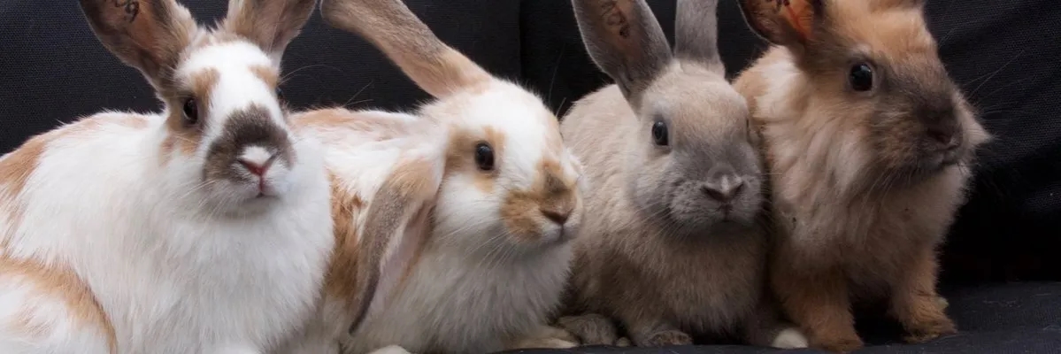 Jak robi królik - zrozum jego emocje i potrzeby w zachowaniach