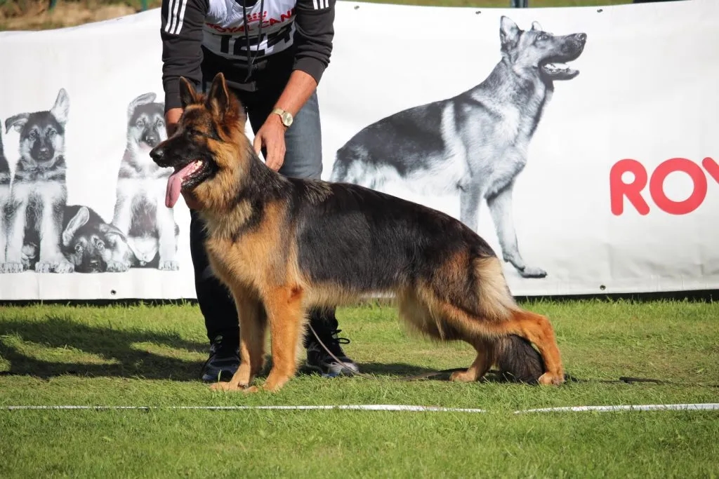 Jak wygląda 5 miesięczny owczarek niemiecki? Cechy, waga i rozwój