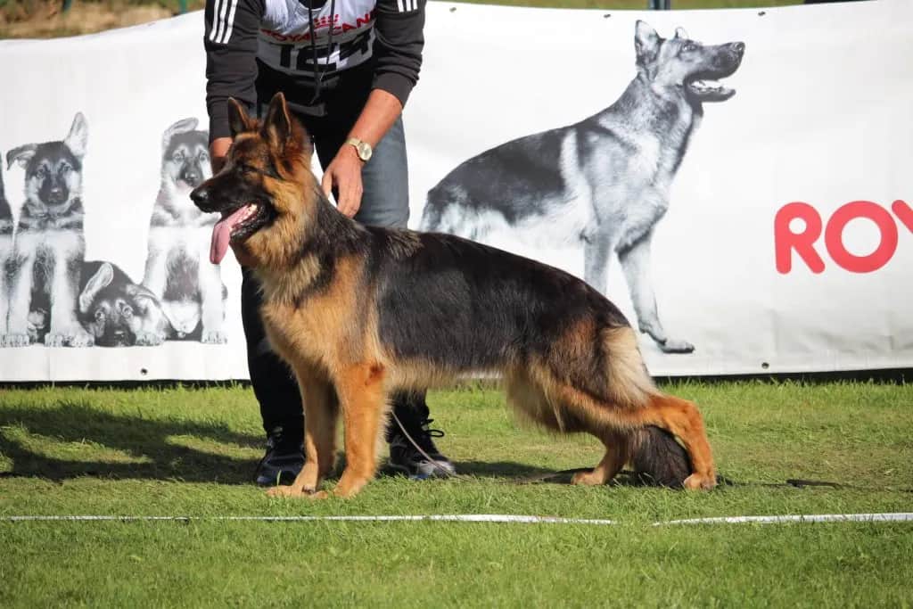 Jak wygląda 5 miesięczny owczarek niemiecki? Cechy, waga i rozwój