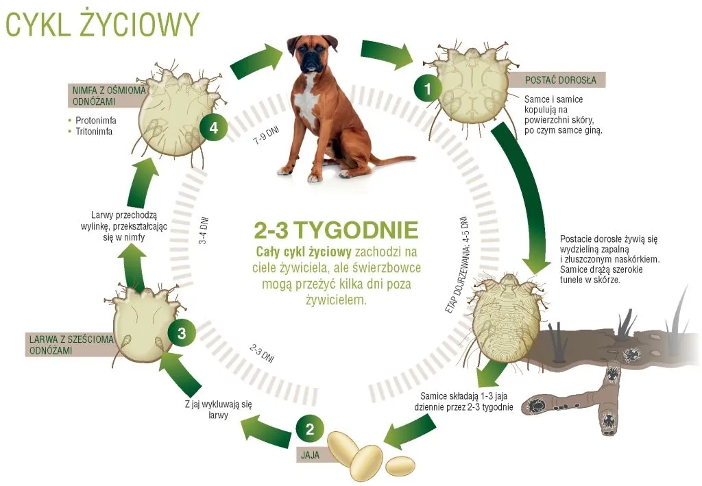 Czy świerzb u psa jest zaraźliwy dla ludzi? Objawy i zagrożenia