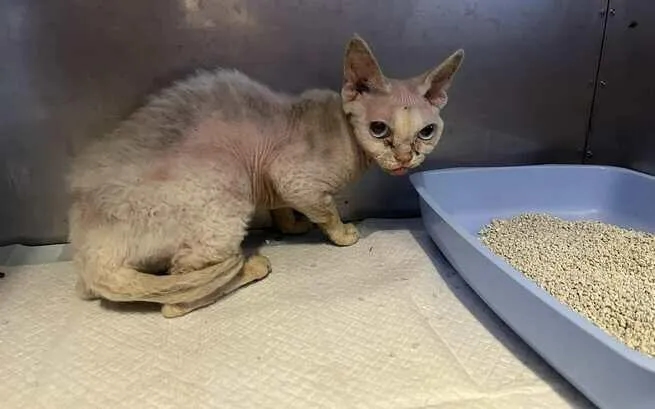 Devon Rex w schronisku: jak pomóc kotom w potrzebie?