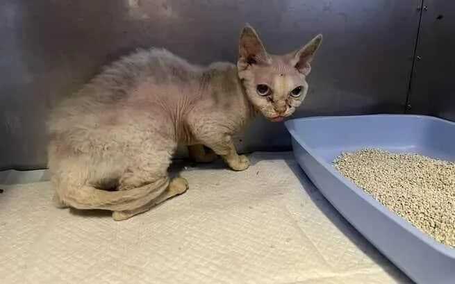 Devon Rex w schronisku: jak pomóc kotom w potrzebie?