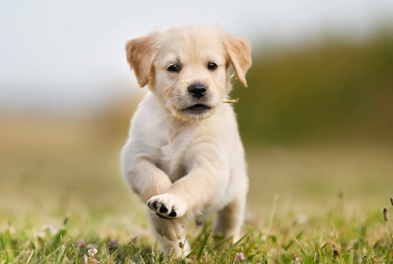 Ile waży szczeniak golden retriever? Sprawdź, jak rośnie Twój pupil