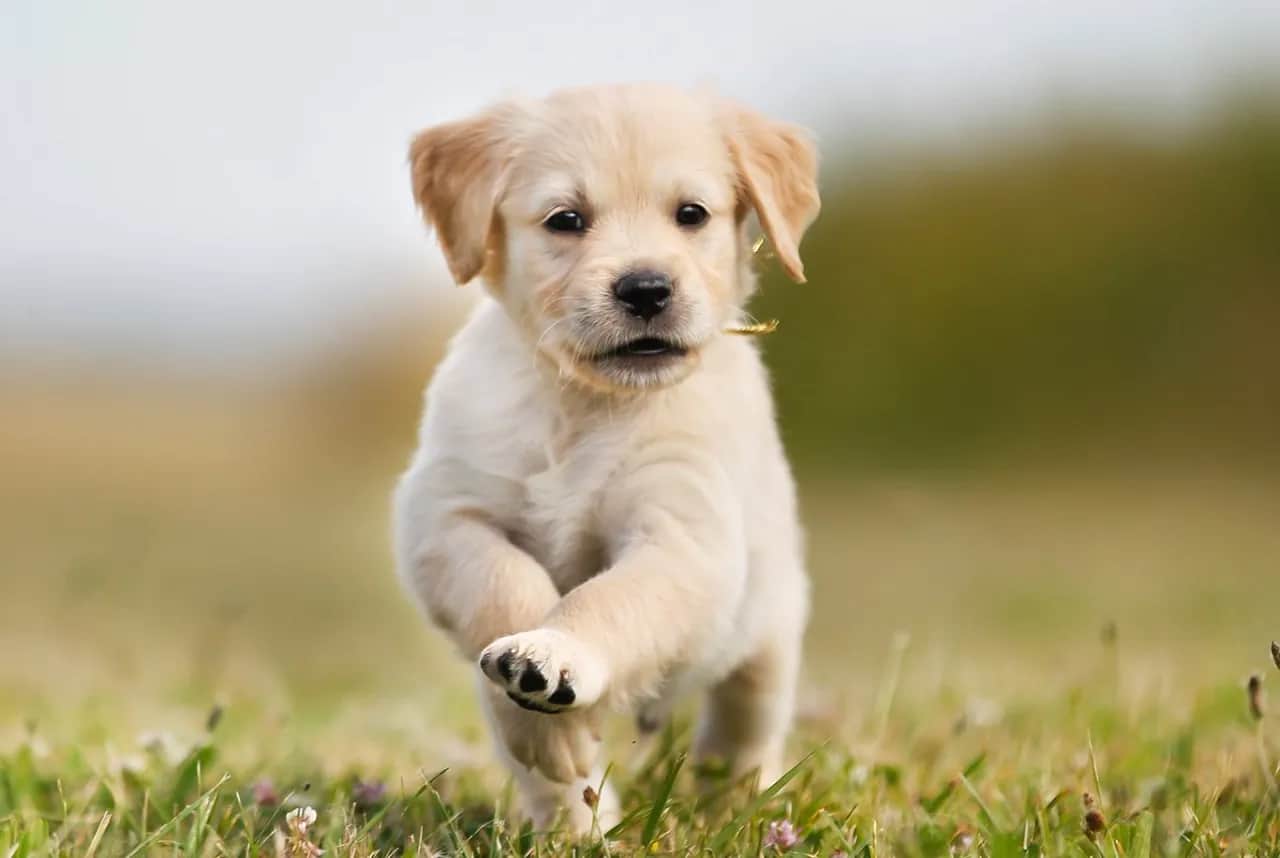 Ile waży szczeniak golden retriever? Sprawdź, jak rośnie Twój pupil