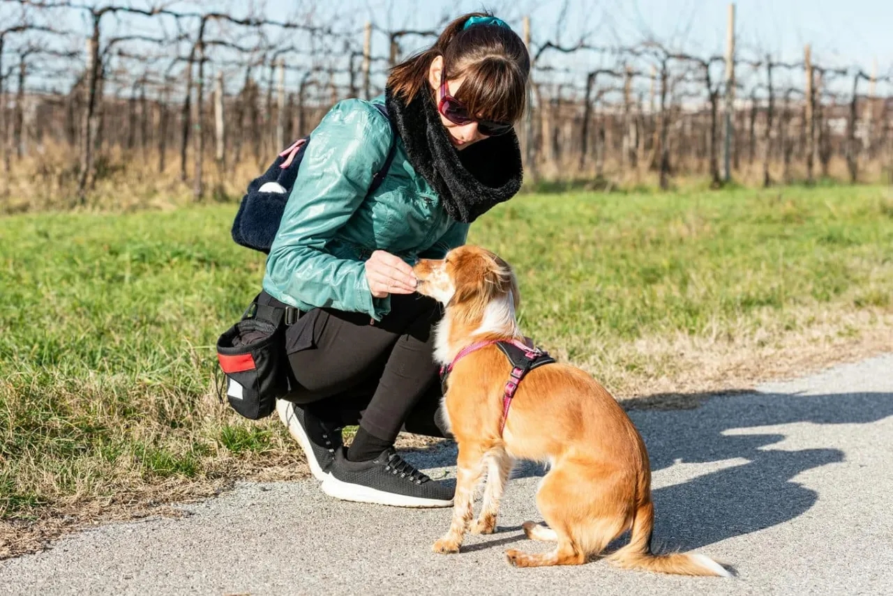 Jakie komendy dla psa musisz znać, aby uniknąć problemów w szkoleniu