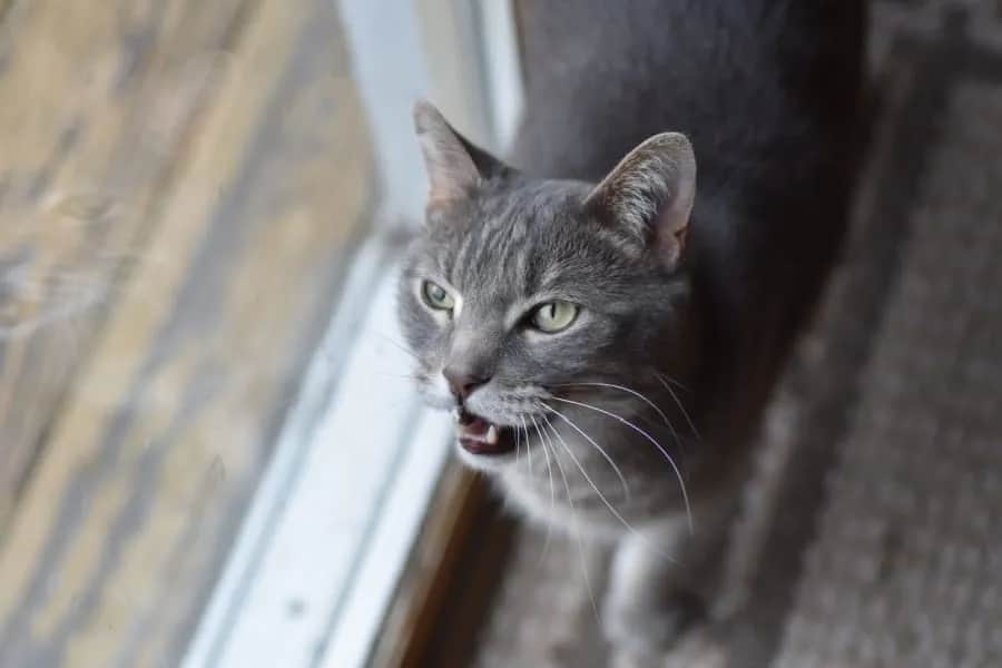 Jak długo trwa ruja u kotki? Poznaj tajemnice cyklu rui