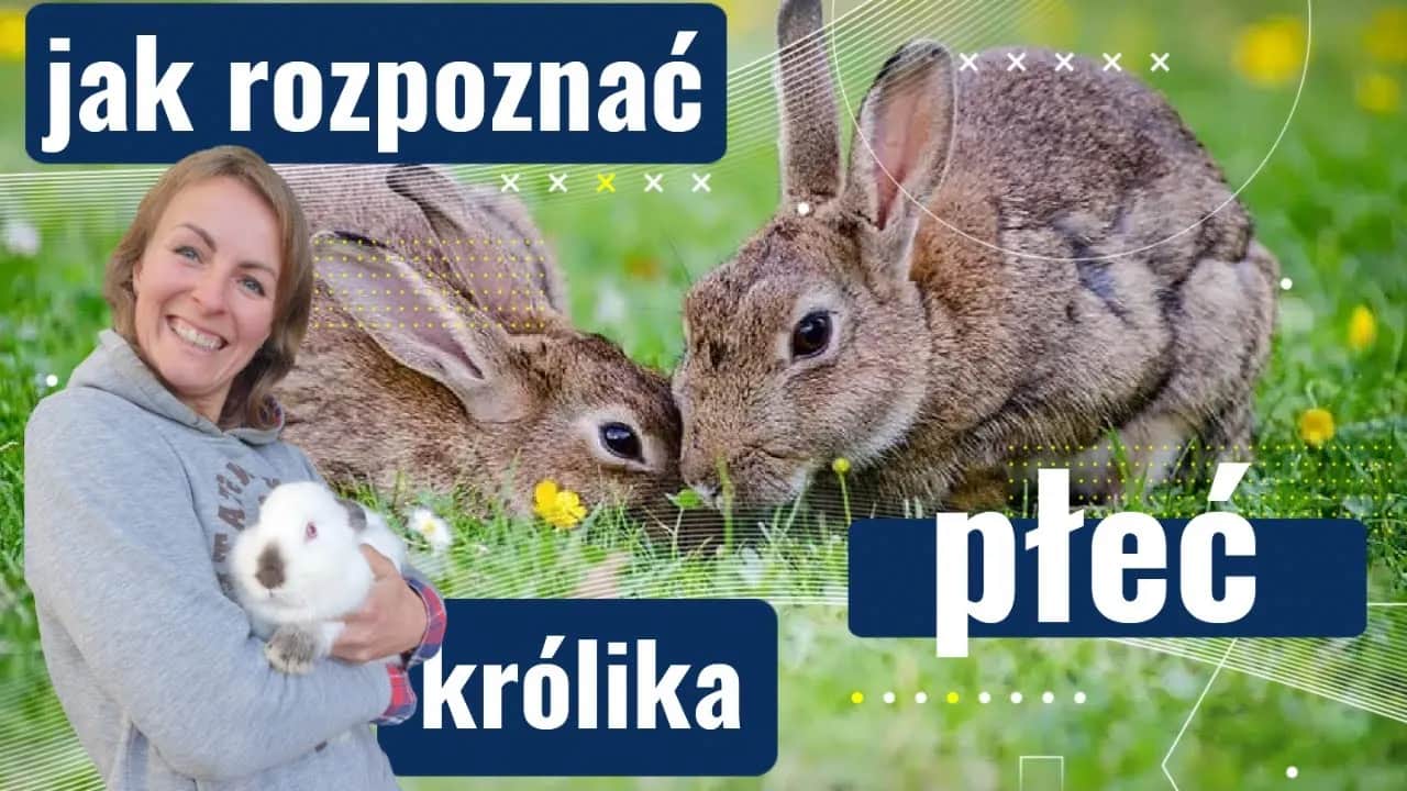 Kiedy samiec królika jest gotowy do rozpłodu? Sprawdź, co musisz wiedzieć