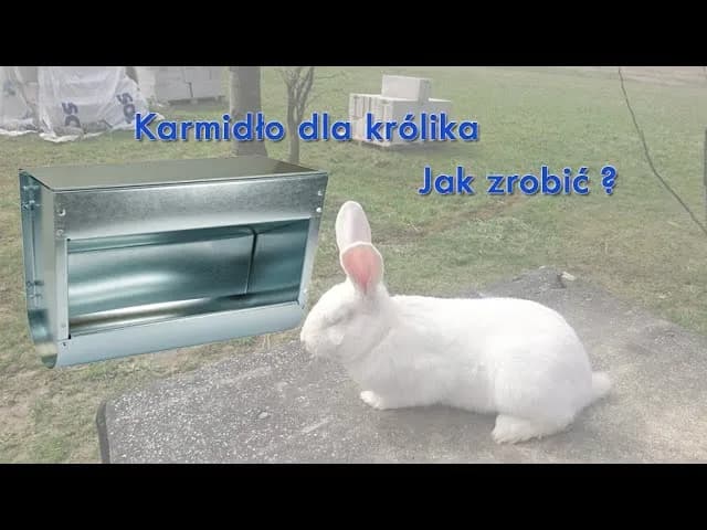 Jak zrobić karmnik dla królików - proste i tanie rozwiązania DIY