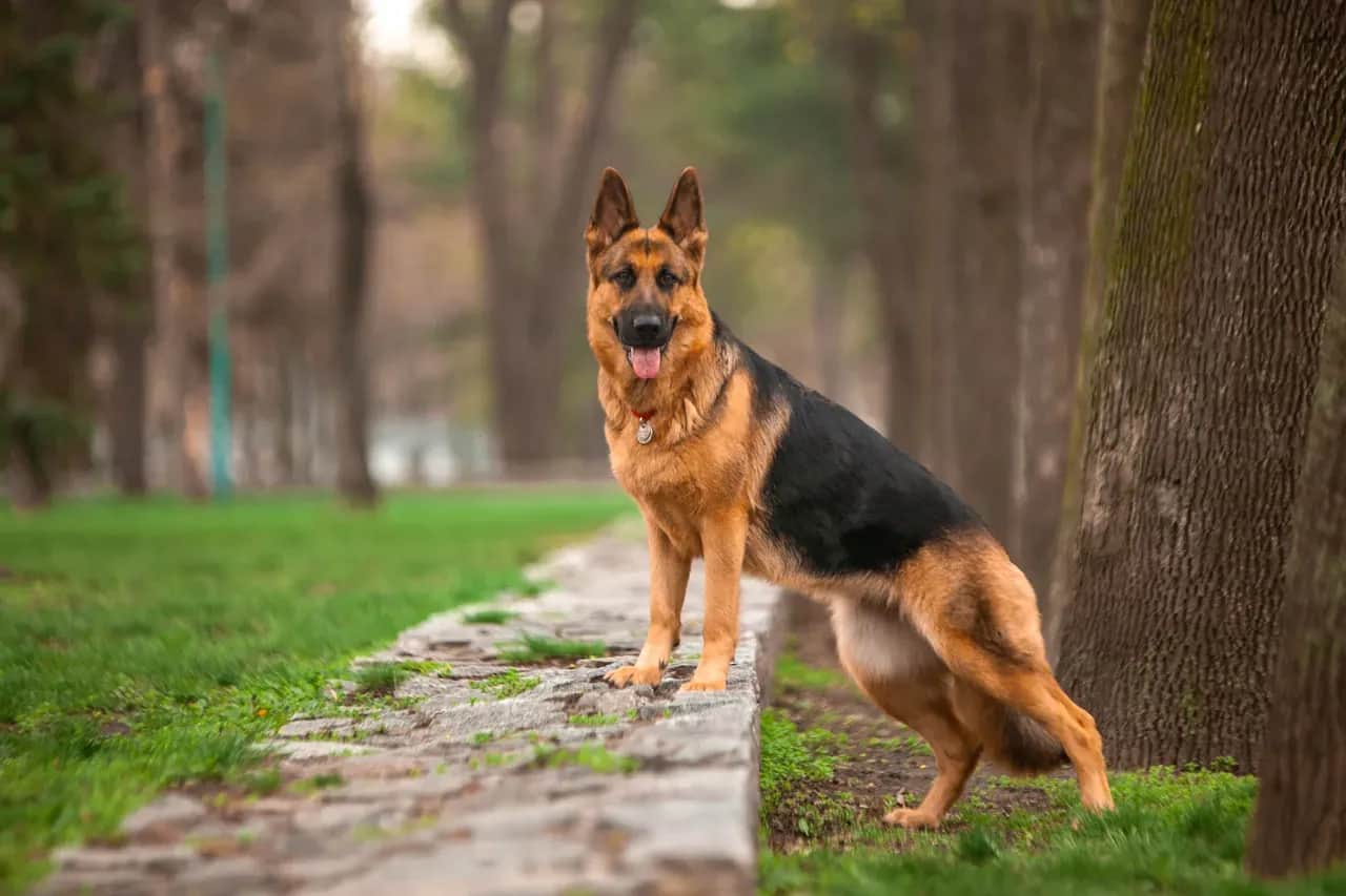 Ile ruchu potrzebuje owczarek niemiecki, aby uniknąć problemów zdrowotnych?