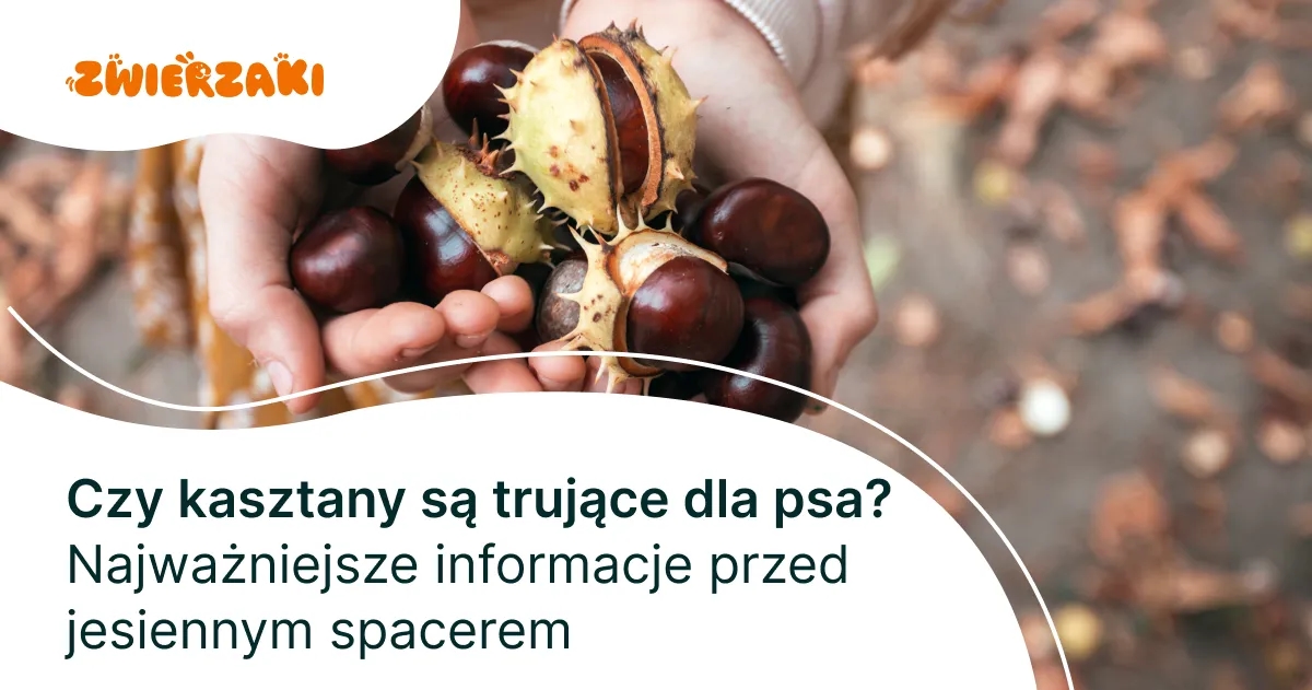 Czy kasztany są trujące dla psa? Objawy i zagrożenia zdrowotne