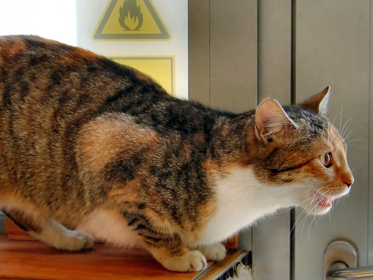 Kiedy kotka ma pierwszą ruje? Poznaj wiek i objawy rui