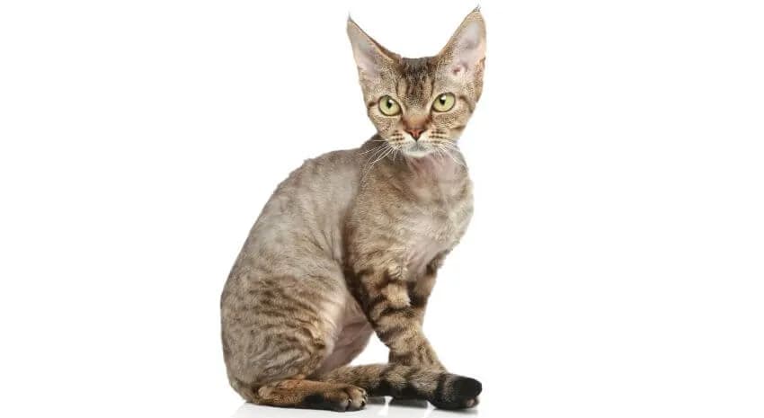 Rasy kotów Devon Rex: Co musisz wiedzieć o ich pielęgnacji i zdrowiu