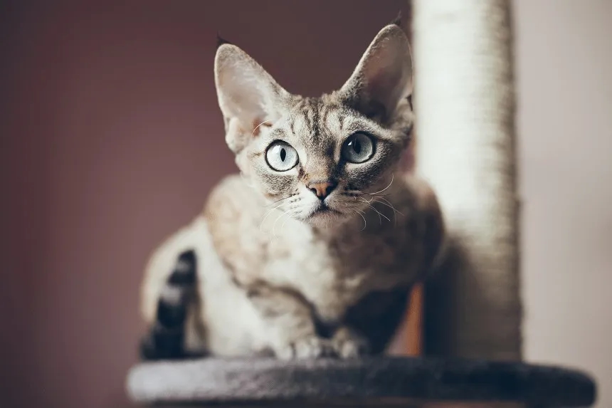 Koty Devon Rex sprzedam - jak znaleźć idealnego towarzysza do domu