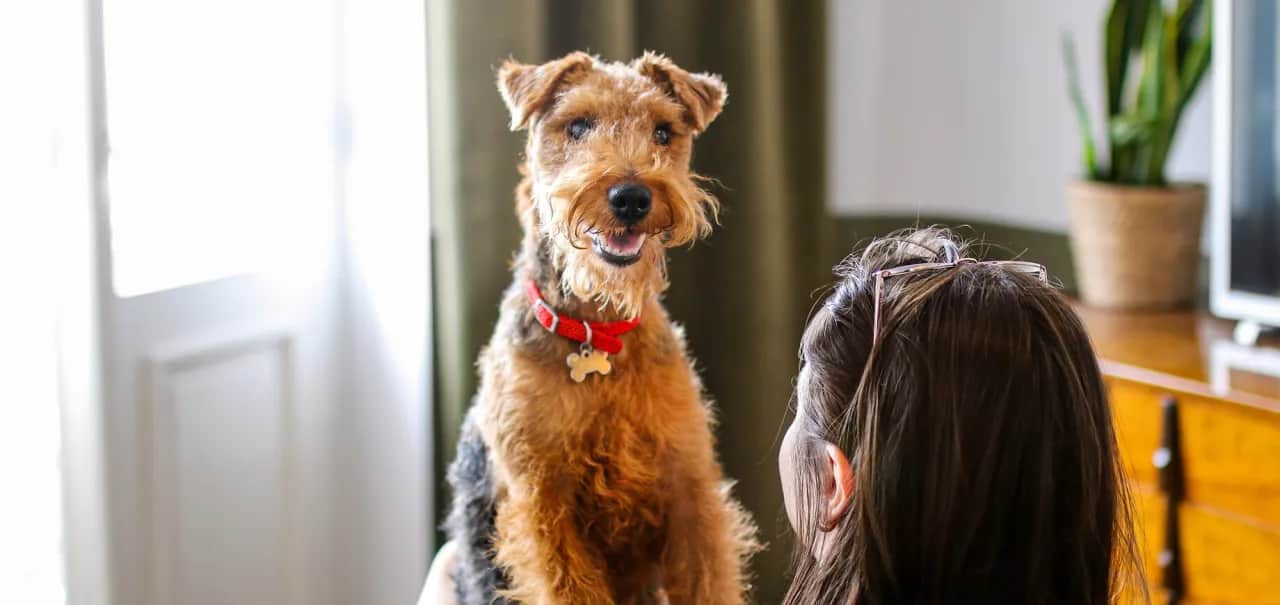 Witamina D3 dla psa jaka dawka? Sprawdź, aby uniknąć problemów zdrowotnych