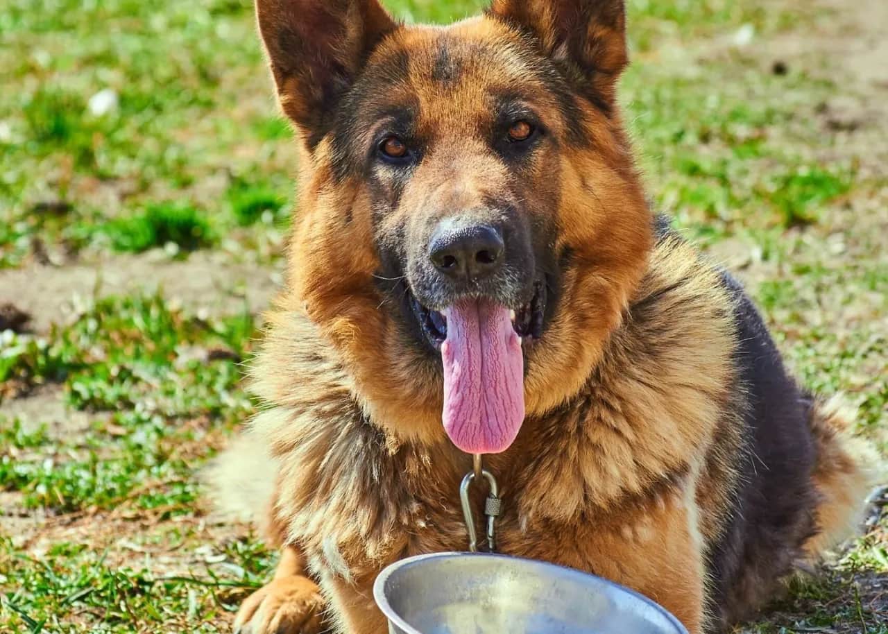 Ile suchej karmy dla owczarka niemieckiego? Kluczowe wskazówki żywieniowe