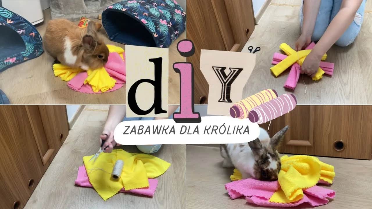 Jak zrobić zabawki dla królika: proste i bezpieczne pomysły DIY