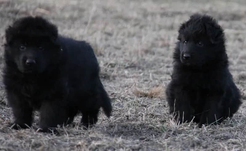 Jak rośnie owczarek niemiecki? Kluczowe etapy wzrostu i rozwoju