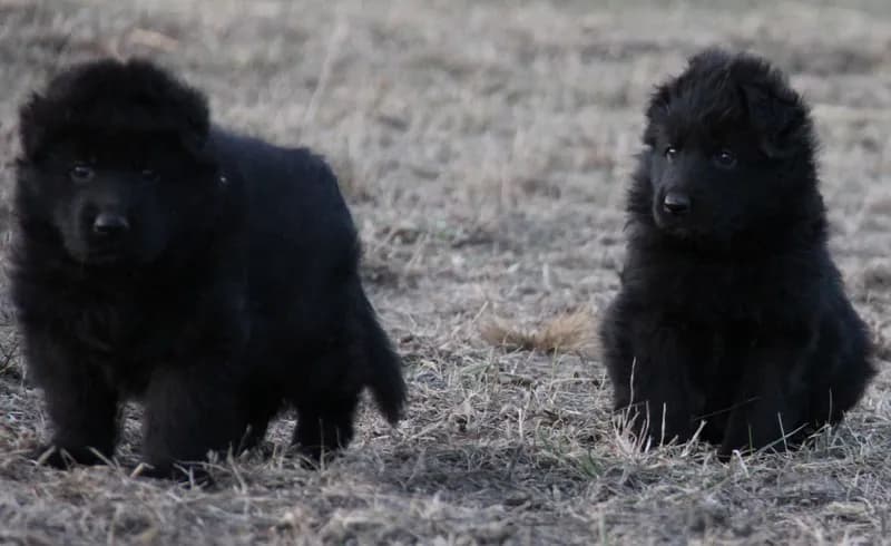 Jak rośnie owczarek niemiecki? Kluczowe etapy wzrostu i rozwoju
