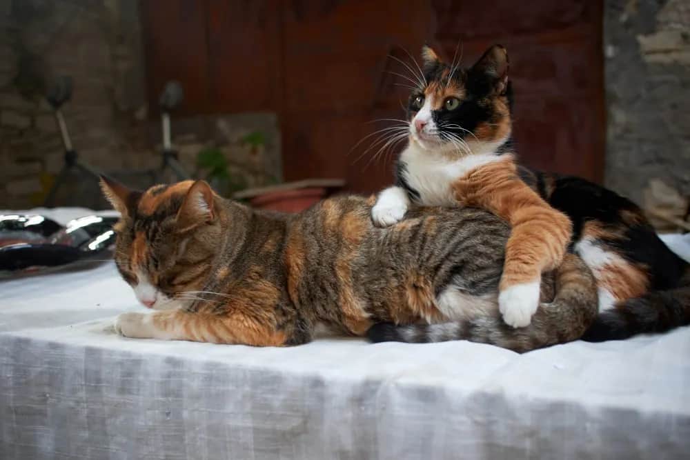 Kot afrodyty cechy - poznaj unikalne właściwości tej rasy