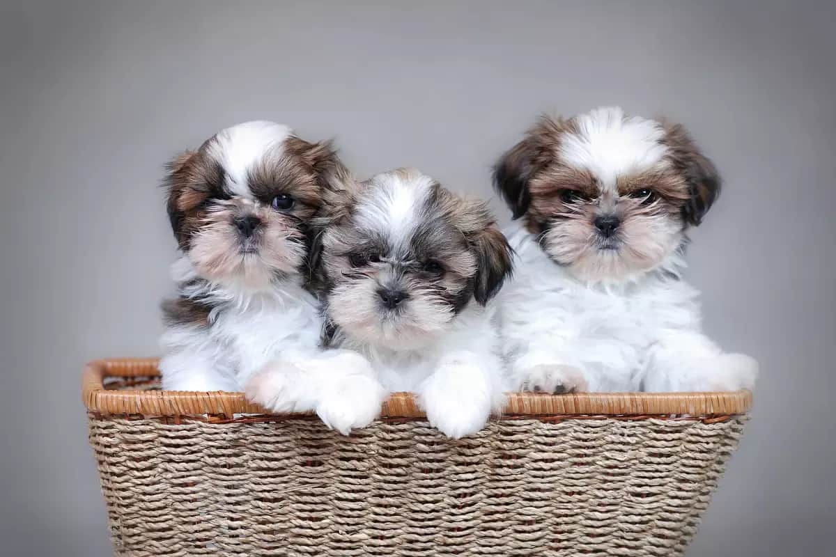Shih Tzu sierść czy włosy - poznaj różnice i pielęgnację tej rasy