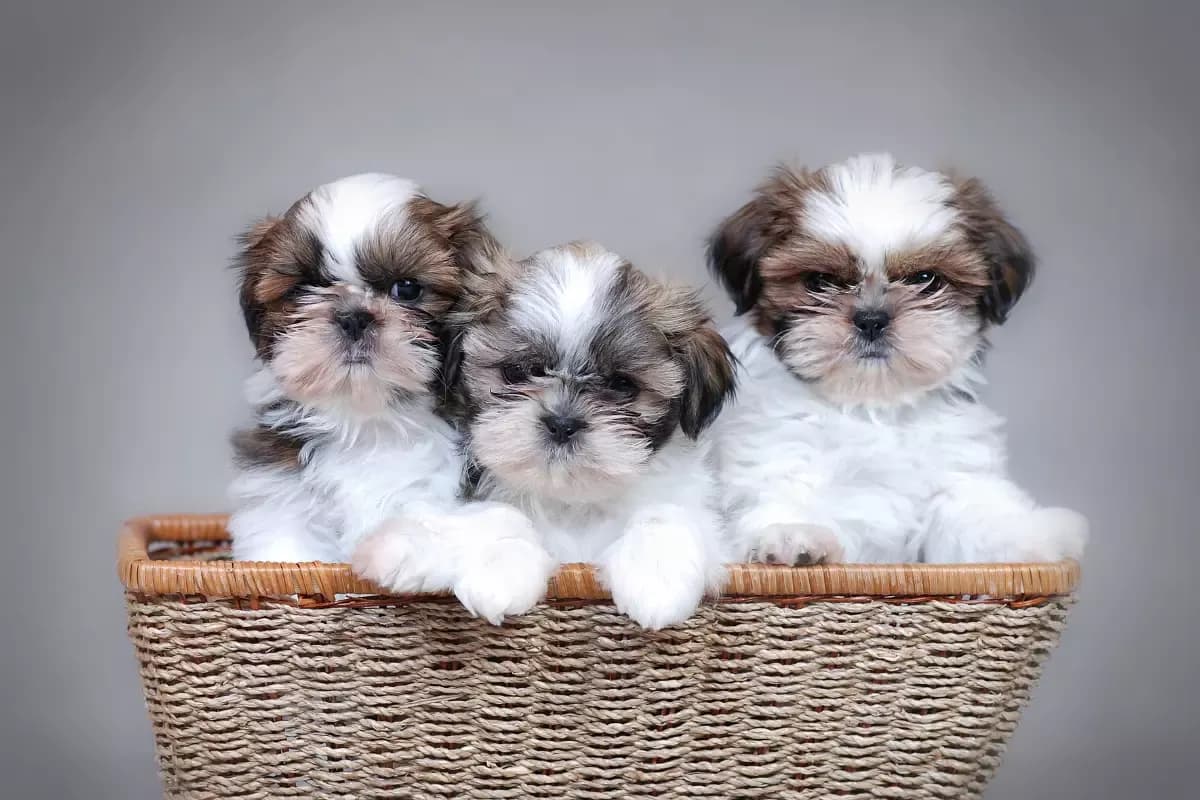 Shih Tzu sierść czy włosy - poznaj różnice i pielęgnację tej rasy