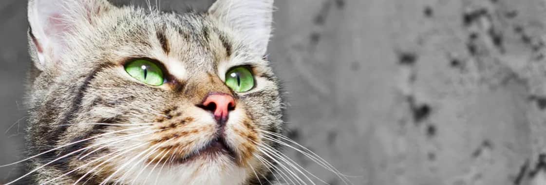 Jak nazwać kotkę? 40 uroczych imion, które zachwycą każdego właściciela